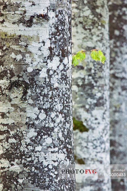 Beech trees (Fagus sylvatica)