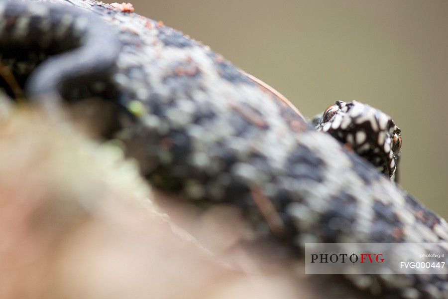 European adder (Vipera berus)