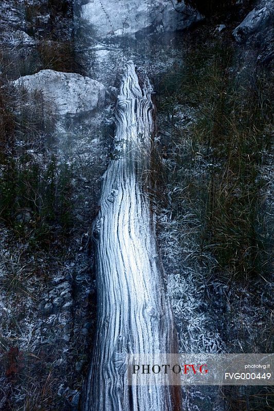 Dead larch tree in the frost