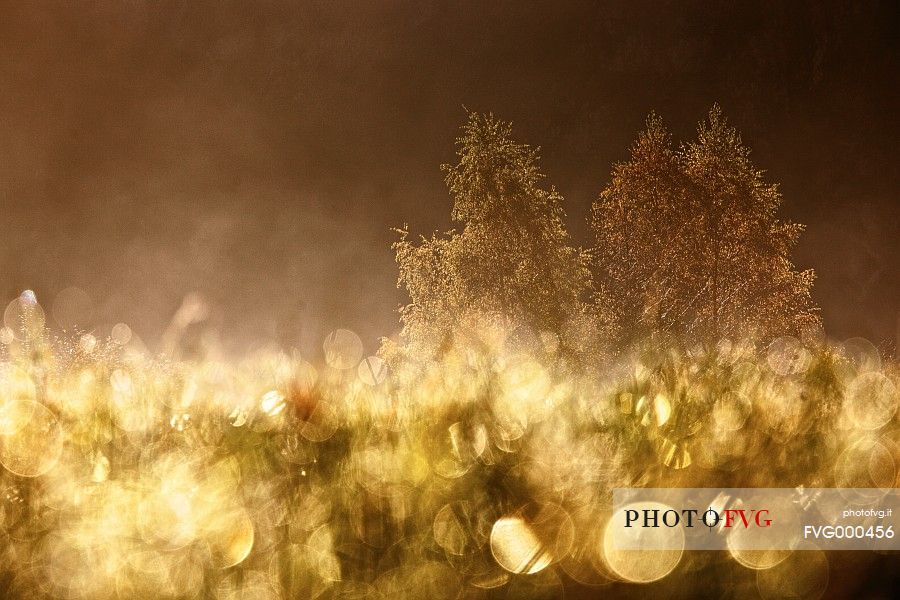 Meadow at sunrise