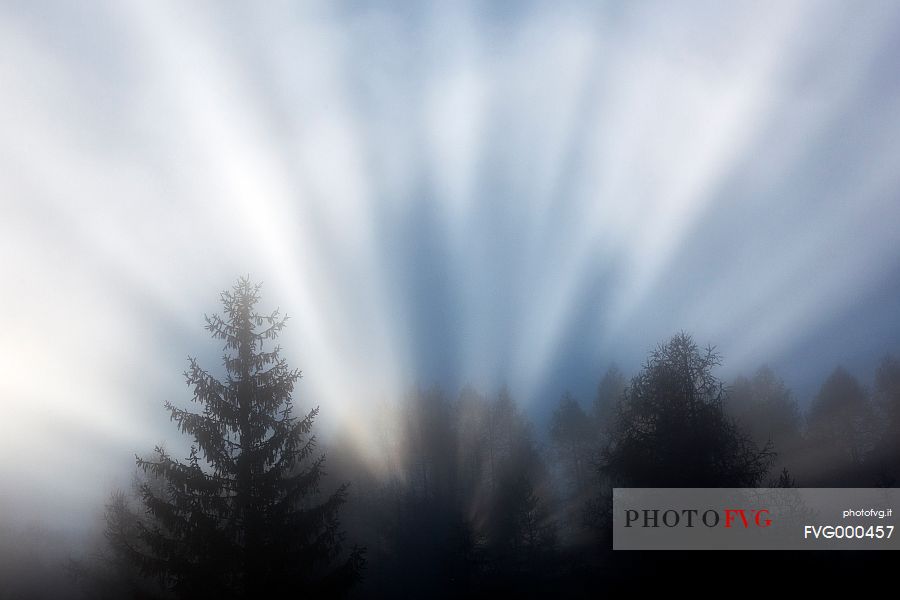 Rays of light in the Larches Forest of Vajont