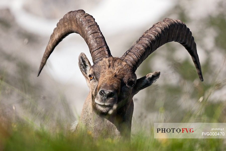 Alpine ibex (Capra ibex)