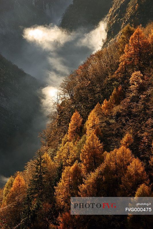 Larche trees in Val Zemola-Zemola Valley in autumn