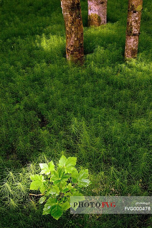 Horsetails in Val Cimoliana near Pordenone Refuge in spring