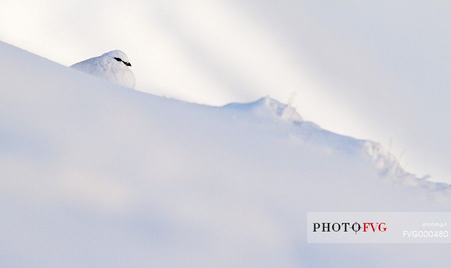 Rock ptarmigan (Lagopus mutus) in the snow