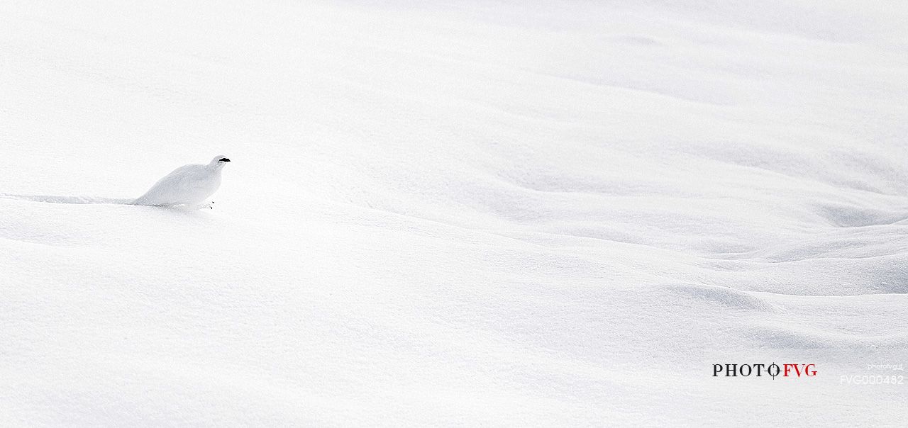 Rock ptarmigan (Lagopus mutus) in the snow