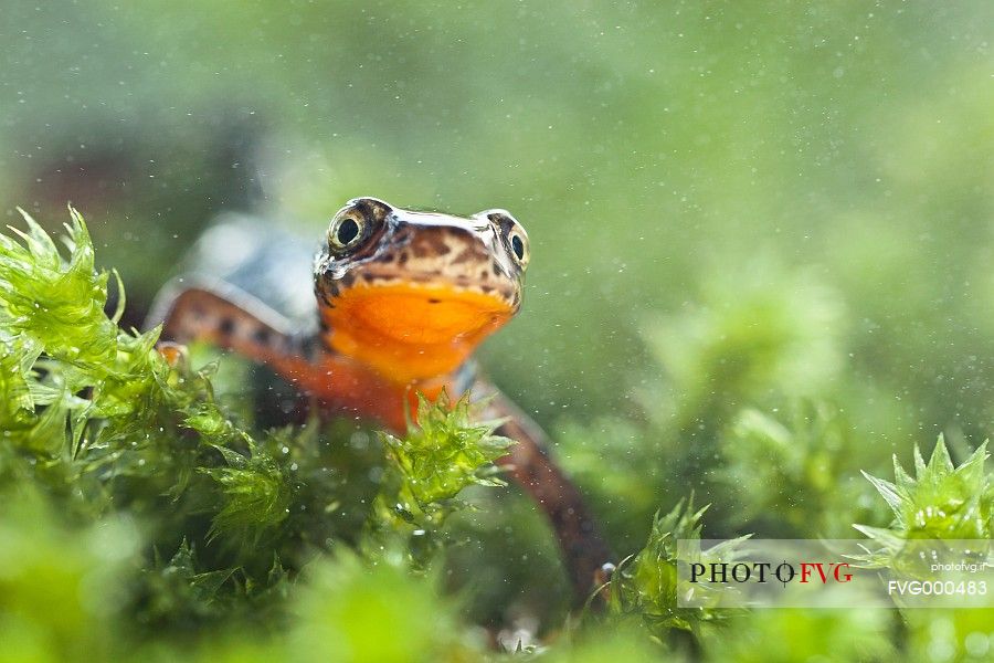 The alpine newt (Triturus alpestris)