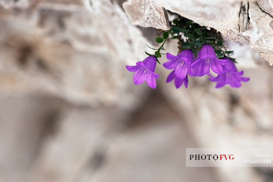 Moretti's bellflowers (Campanula morettiana)