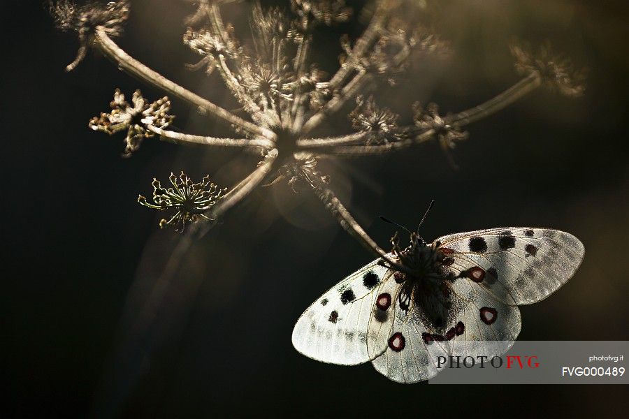 Apollo butterlfy (Parnassius apollo)