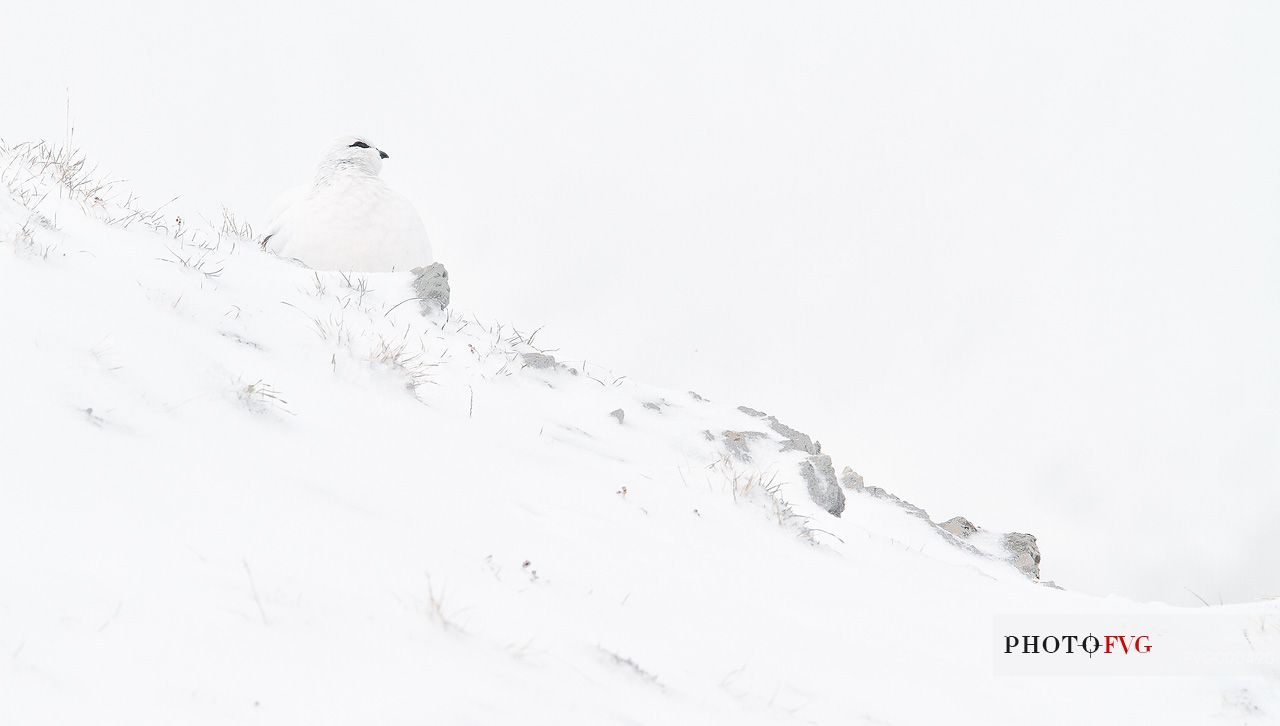 Rock ptarmigan (Lagopus mutus) in the snow