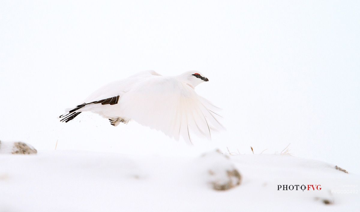 Rock ptarmigan (Lagopus mutus) in the snow