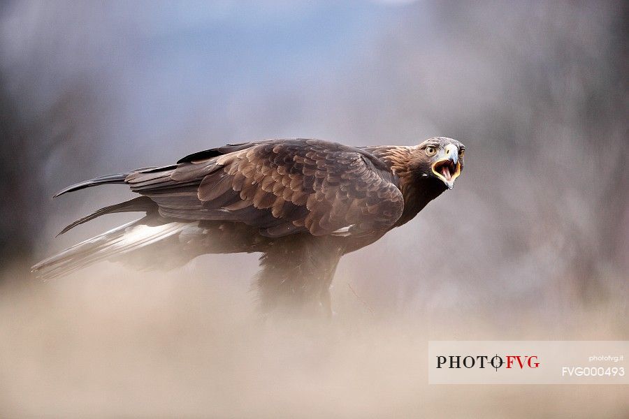 Golden eagle (Aquila chrisaetos)