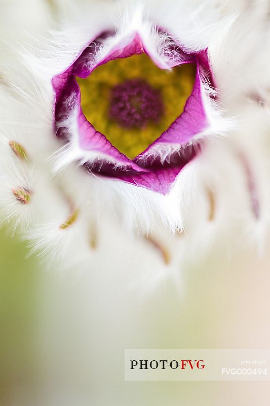 Pasque flower (Pulsatilla montana)