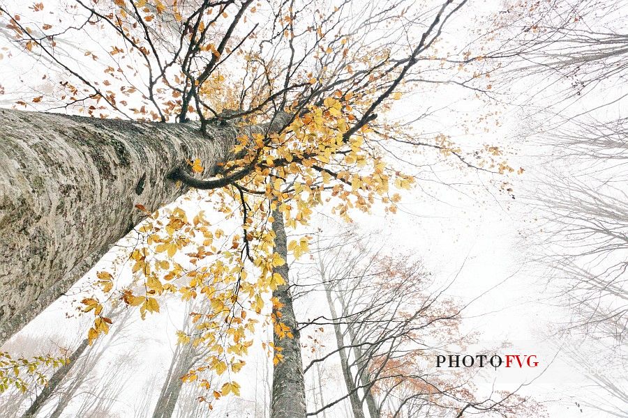 Beech tree (Fagus sylvatica) in the meadows around Casera Podestine in autumn