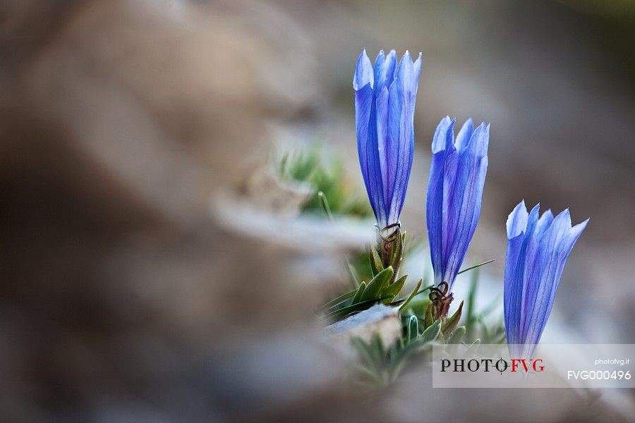 Froelich's gentian (Gentiana froelichii)