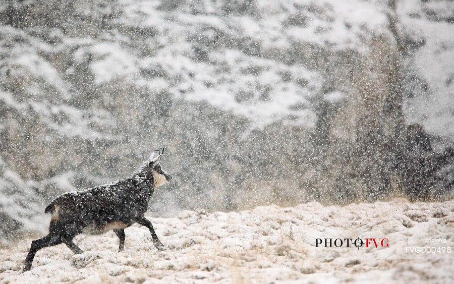 Alpine chamois (Rupicapra rupicapra) in a snowstorm