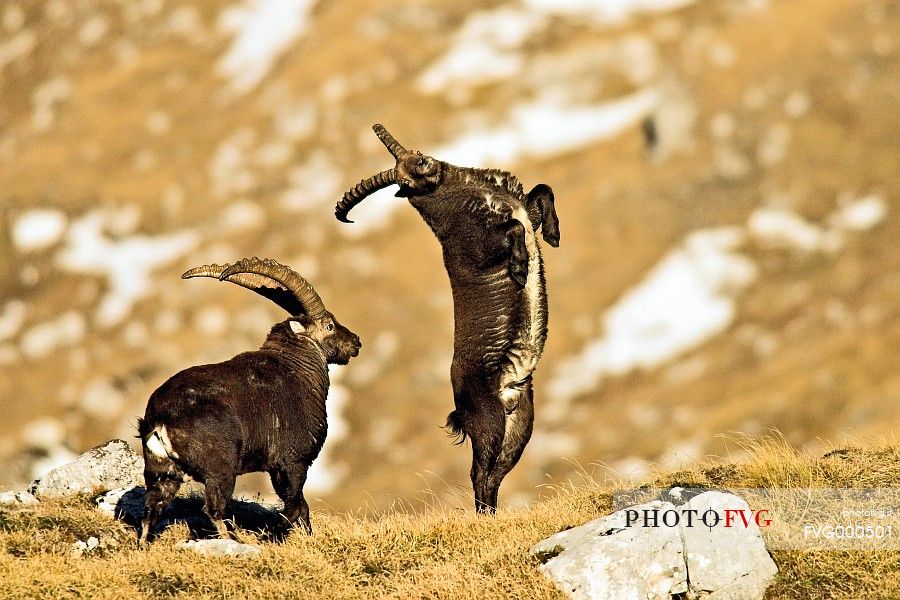 Alpine ibexes (Capra ibex) fighting