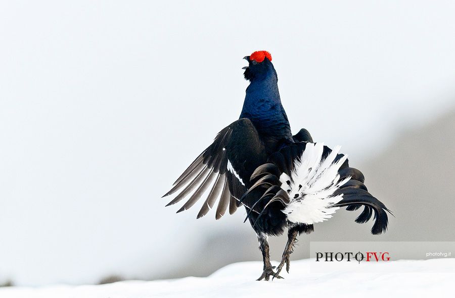 Black grouse (Tetrao tetrix) mating dance