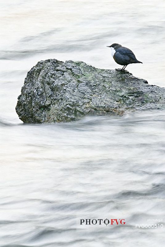 A hesitant white-throated dipper (Cinclus cinclus) observes the water of the Cellina as its swirls rapidly towards the valley.