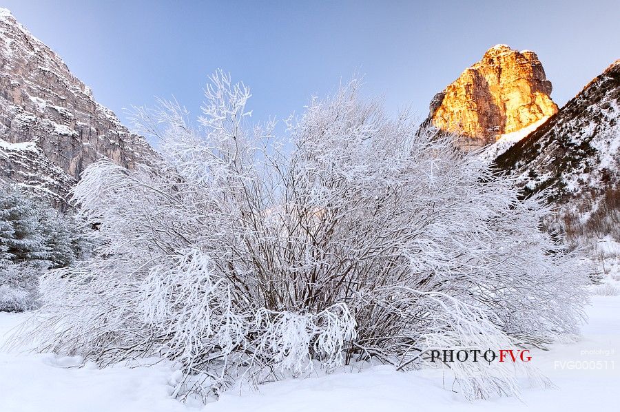 Tree in the snow and Colnudo mount, Cellino