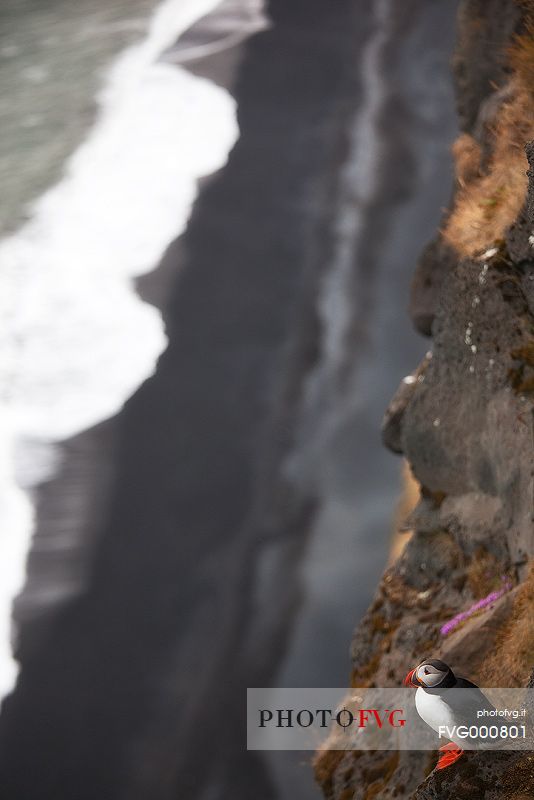 Puffin (Fratercula arctica) on the Vik cliffs
