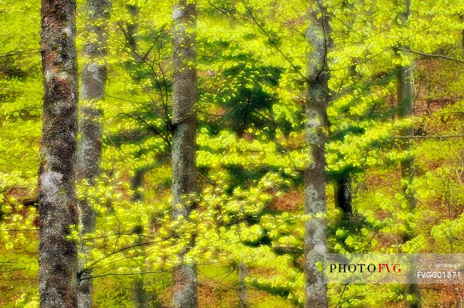 Beech forest in spring