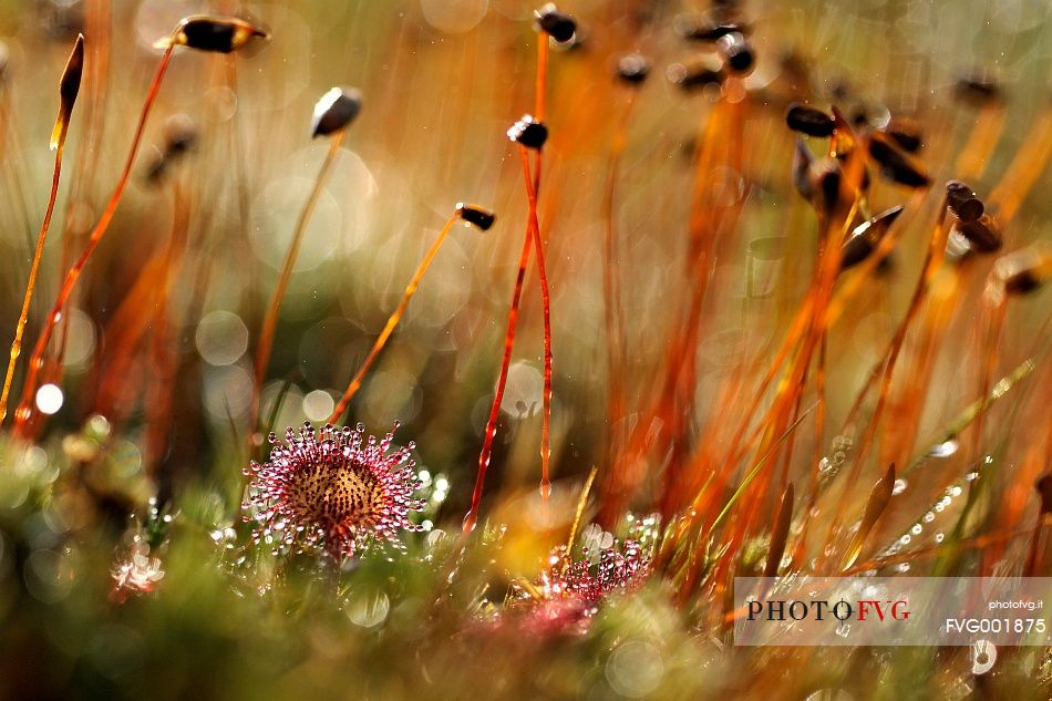 Drosera rotundifolia, one of the common plants of the peat bog