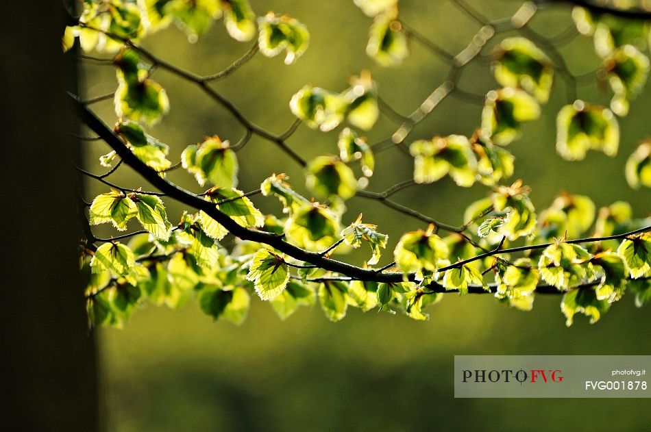 Backlit leaves on the beech forest