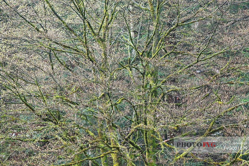 Early buds on old beech trees