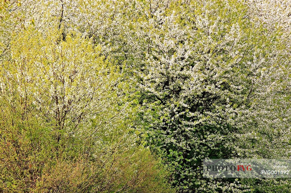 Flowering cherry trees