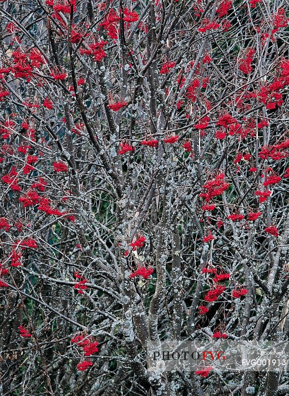 Red berries still dressing the bare sorb