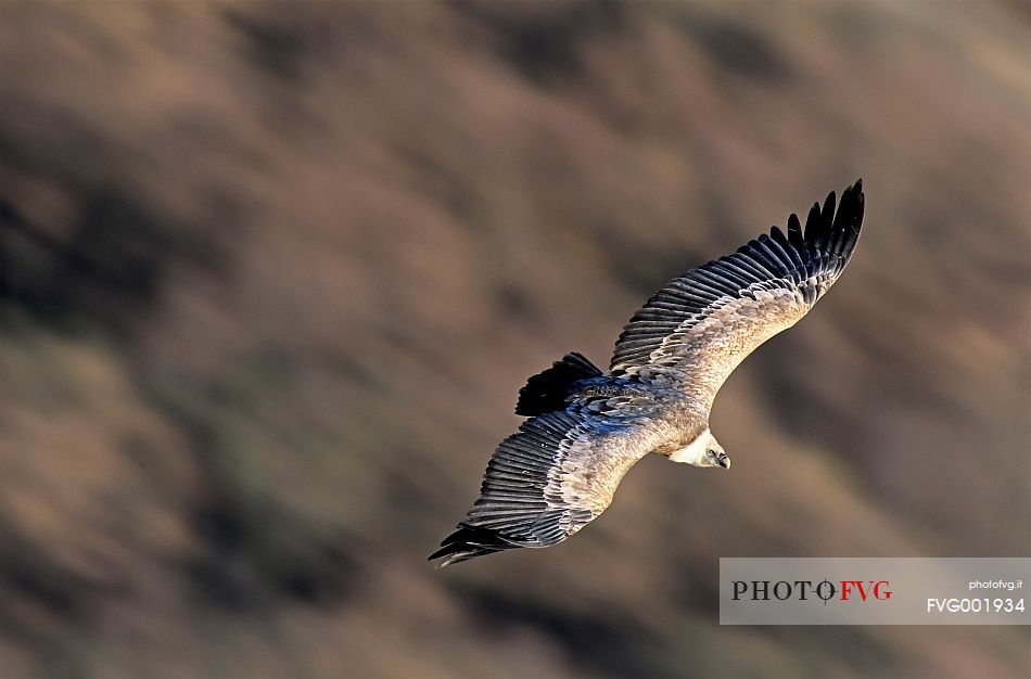 Grifon vulture in flight