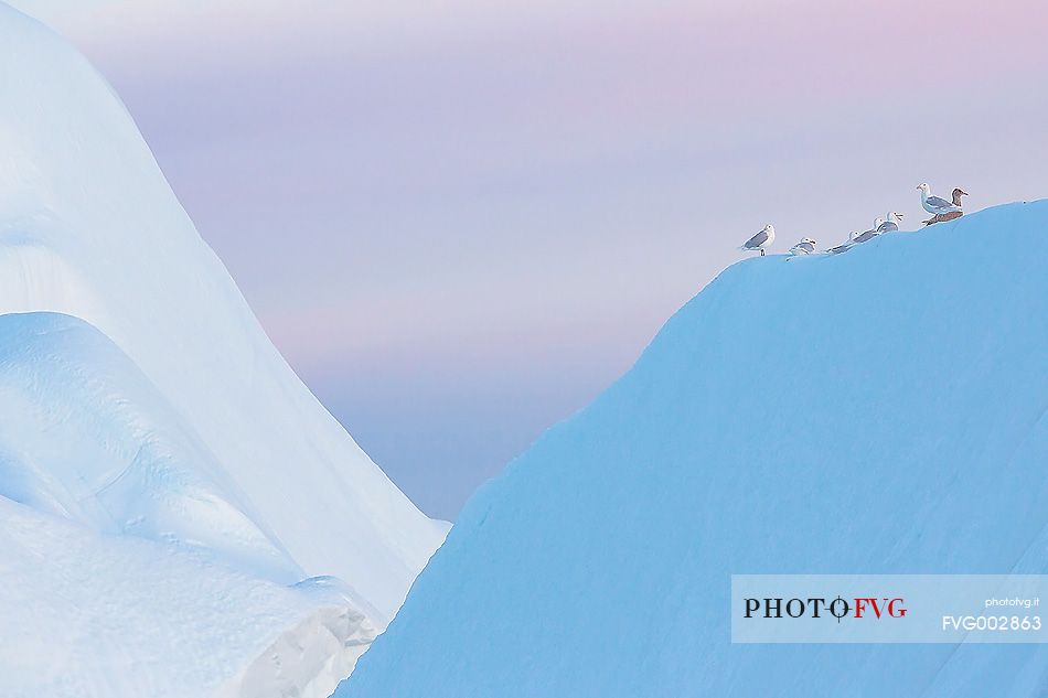 Seagulls rest over a huge iceberg before the night