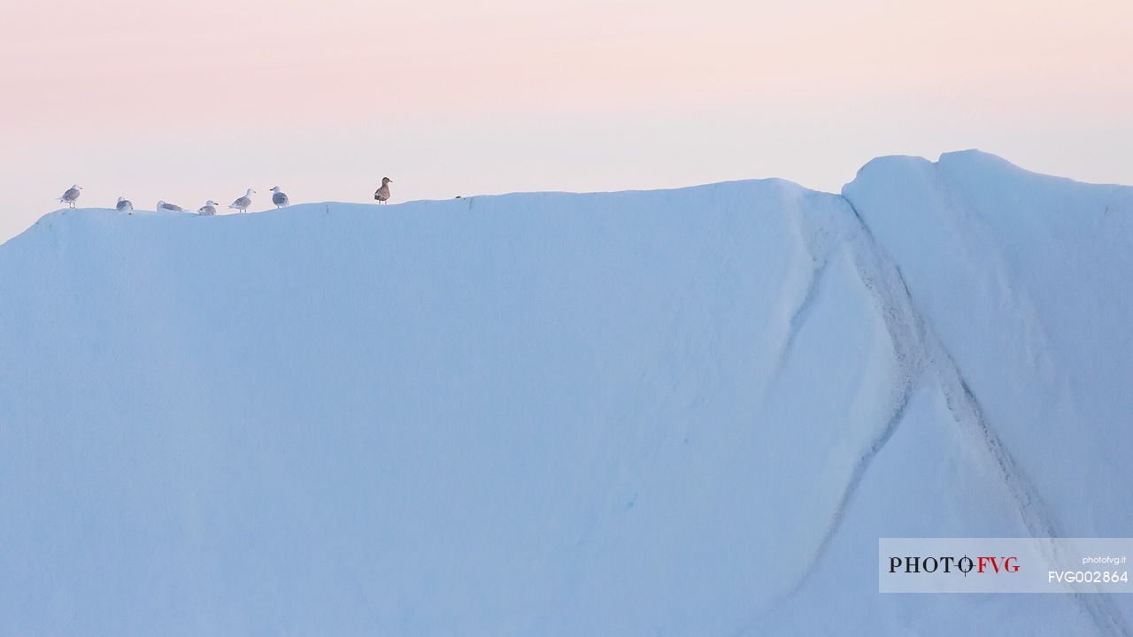 Seagulls rest over a huge iceberg before the night