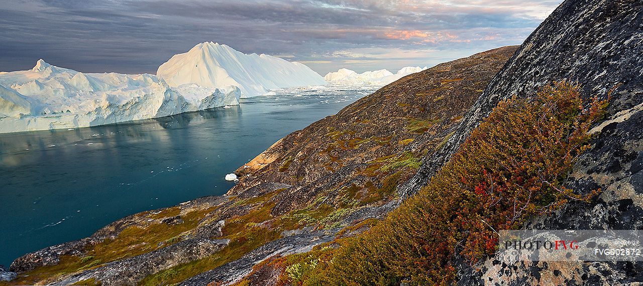 Morning light on icebergs of Kangerlua Fjord at dawn; in foreground the autumn colors of the tundra plants