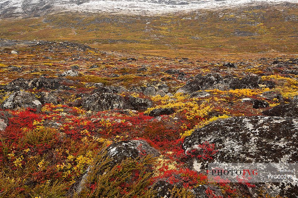 The autumn vegetation of the tundra around Ataa a small village of fishermen and seal hunters which was abandoned in the 50s