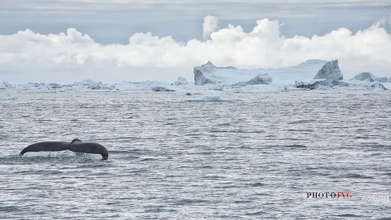 A whale swims between huge icebergs in Disko Bay