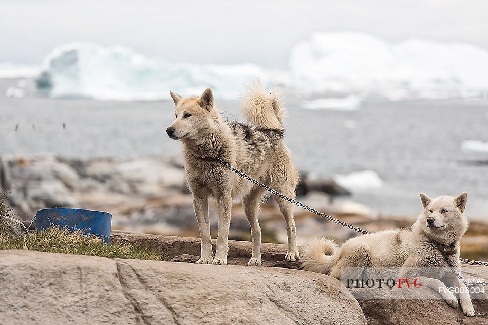 Greenland huskies in Rodebay a small village of fishermen and seal hunters in Disko Bay