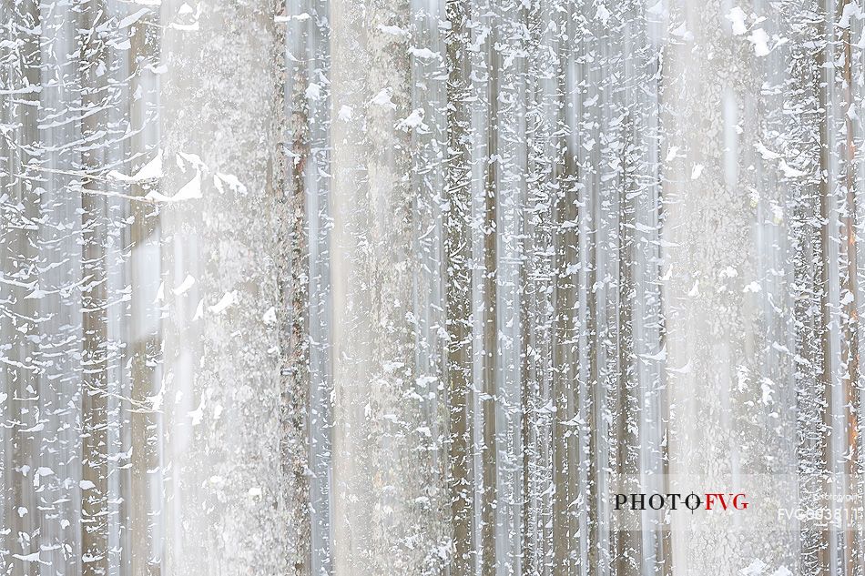 Irreal fir-forest after an heavy snowfall
