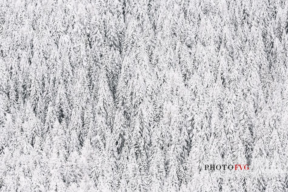 Snowy firs forest 