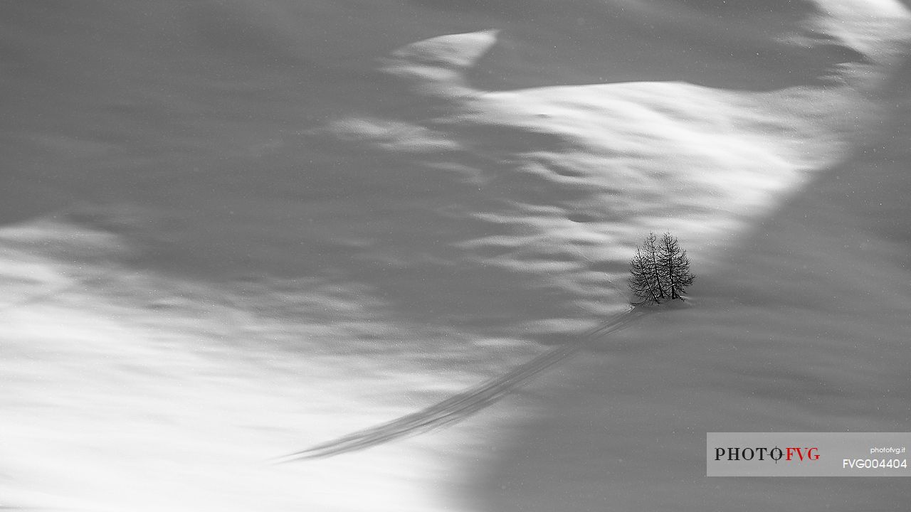 Lonely larch-tree in a snow immensity
