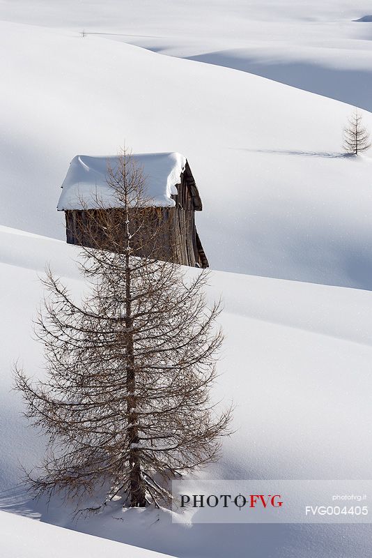 Lonely larch-trees and typical chalet in a snow immensity