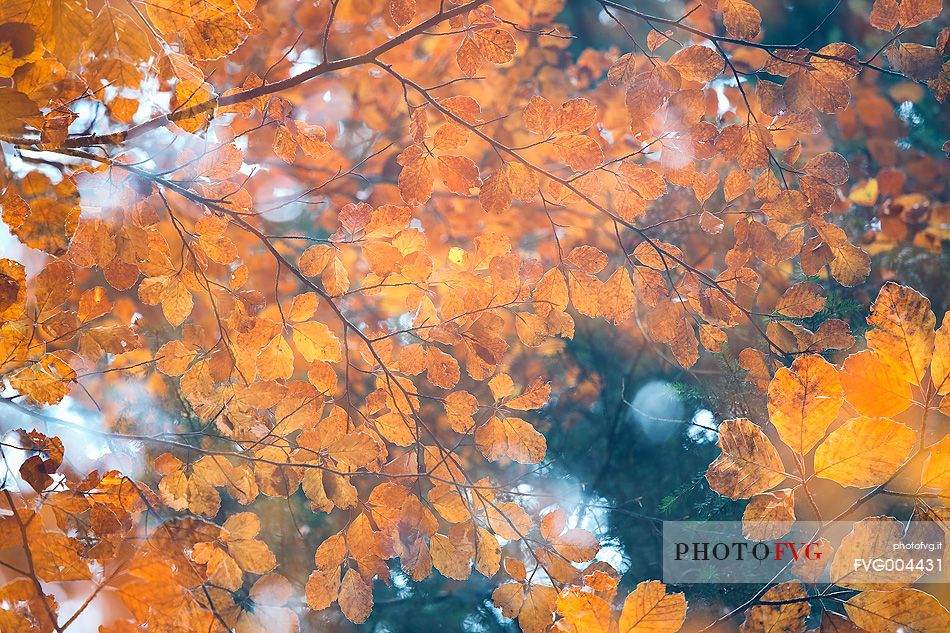 Backlit beech leafs in autumn