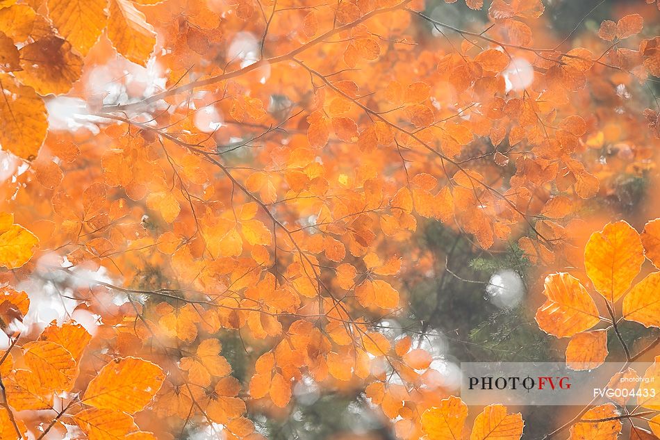 Backlit beech leafs in autumn