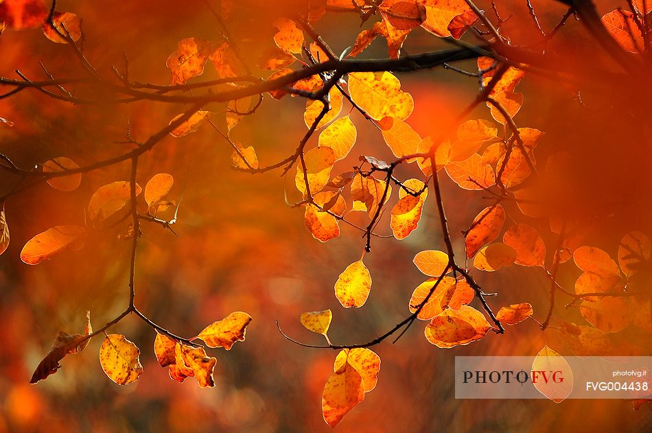 Color autumn explosion in autumn, Carso Goriziano-Triestino