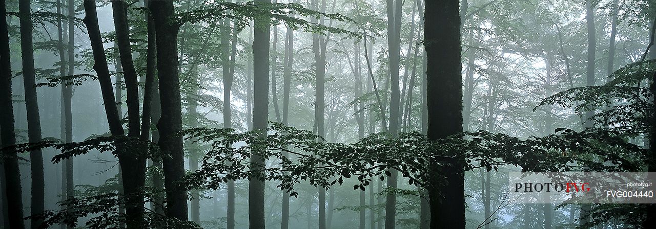 Fog in the beech forest