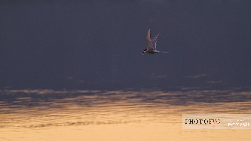 Arctic tern (Sterna paradisaea) in flight at sunset