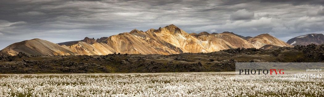The multicoloured rhyolite mountains in the area of Landmannalaugar.
In the foreground cottongrass field