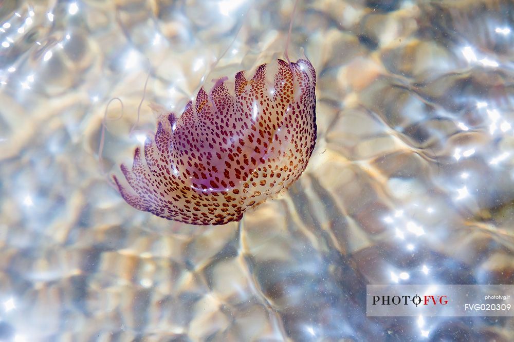 Jellyfish in the water of Lavezzi Island, Nature Reserve of Bocche di Bonifacio
