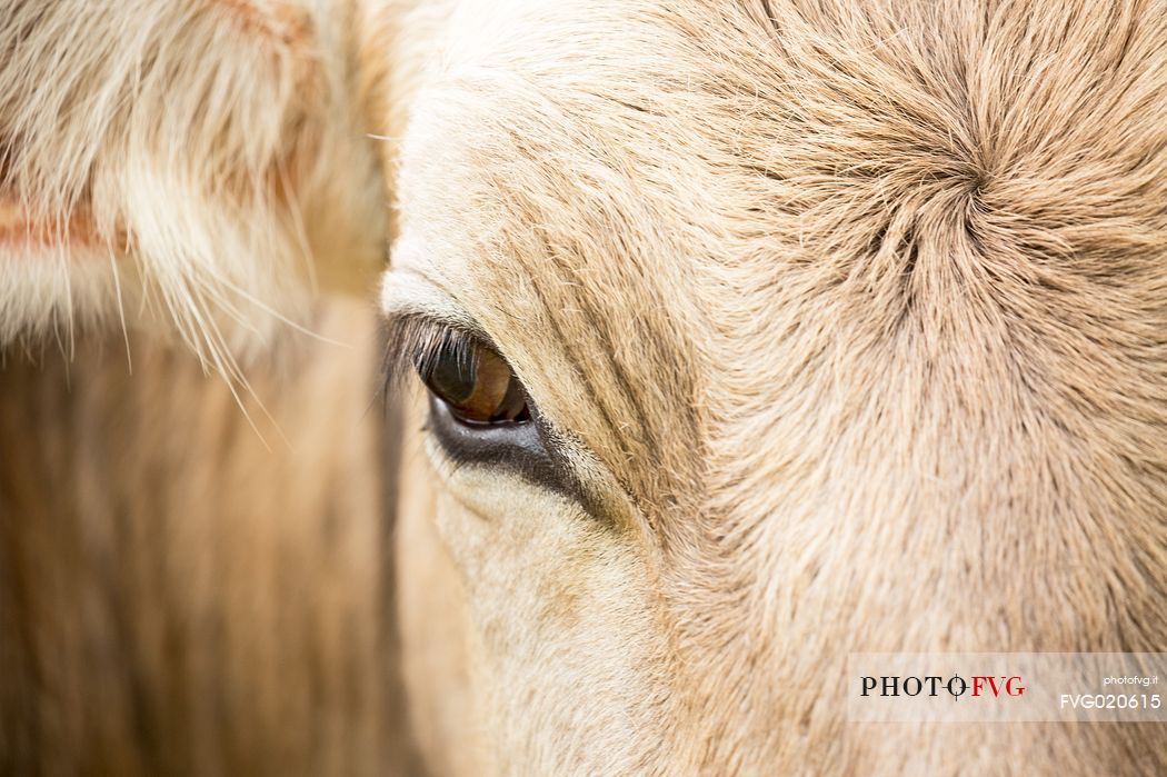 Close up portrait of cow grazing between Malga Nemes and Malga Coltrondo, dolomites, Italy